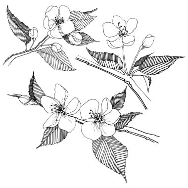 Apple bloom izole bir vektör tarzı. Bitki tam adı: Apple bloom. Arka plan, doku, sarıcı desen, çerçeve veya kenarlık için vektör çiçek.