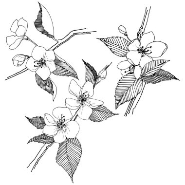 Apple bloom izole bir vektör tarzı. Bitki tam adı: Apple bloom. Arka plan, doku, sarıcı desen, çerçeve veya kenarlık için vektör çiçek.