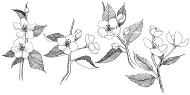 Apple bloom izole bir vektör tarzı. Bitki tam adı: Apple bloom. Arka plan, doku, sarıcı desen, çerçeve veya kenarlık için vektör çiçek.