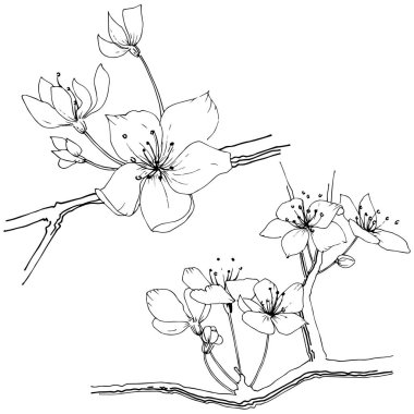 Kır çiçeği sakura çiçek, izole bir vektör tarzı. Bitki tam adı: Sakura bloom. Arka plan, doku, sarıcı desen, çerçeve veya sınır vektör kır çiçeği.