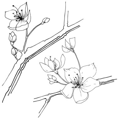 Kır çiçeği sakura çiçek, izole bir vektör tarzı. Bitki tam adı: Sakura bloom. Arka plan, doku, sarıcı desen, çerçeve veya sınır vektör kır çiçeği.