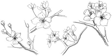 Kır çiçeği sakura çiçek, izole bir vektör tarzı. Bitki tam adı: Sakura bloom. Arka plan, doku, sarıcı desen, çerçeve veya sınır vektör kır çiçeği.