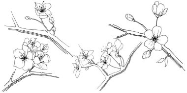 Kır çiçeği sakura çiçek, izole bir vektör tarzı. Bitki tam adı: Sakura bloom. Arka plan, doku, sarıcı desen, çerçeve veya sınır vektör kır çiçeği.