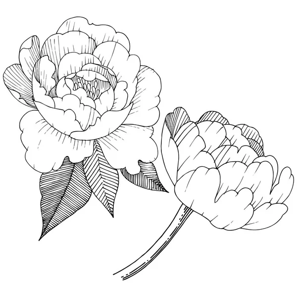 Peonía Estilo Vectorial Aislado Nombre Completo Planta Peony Flor Vectorial — Vector de stock