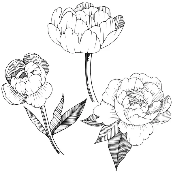 Şakayık izole bir vektör tarzı. Bitki tam adı: şakayık. Arka plan, doku, sarıcı desen, çerçeve veya kenarlık için vektör çiçek.