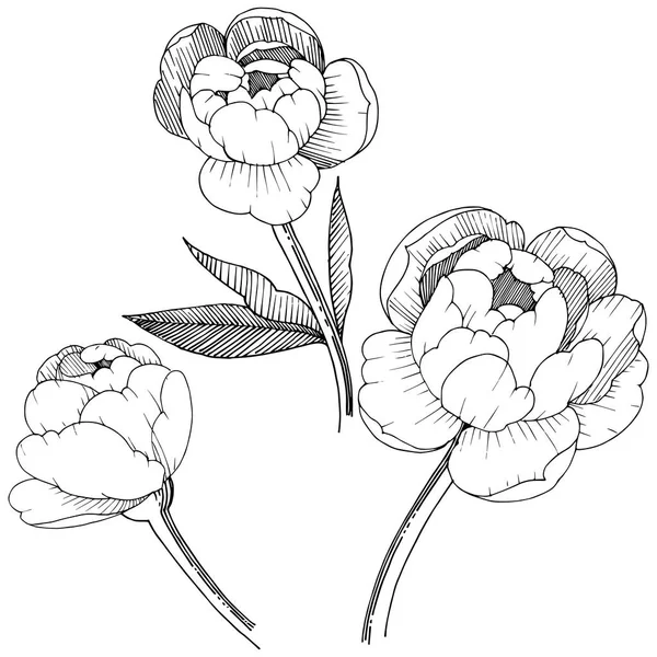 Şakayık izole bir vektör tarzı. Bitki tam adı: şakayık. Arka plan, doku, sarıcı desen, çerçeve veya kenarlık için vektör çiçek.