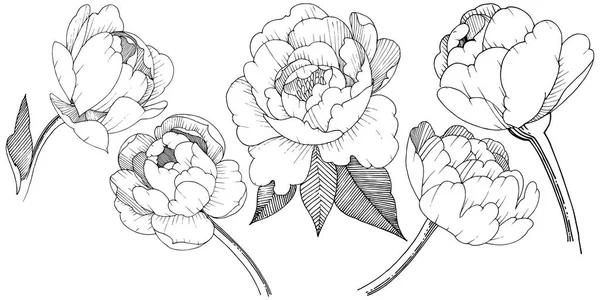 Şakayık izole bir vektör tarzı. Bitki tam adı: şakayık. Arka plan, doku, sarıcı desen, çerçeve veya kenarlık için vektör çiçek.