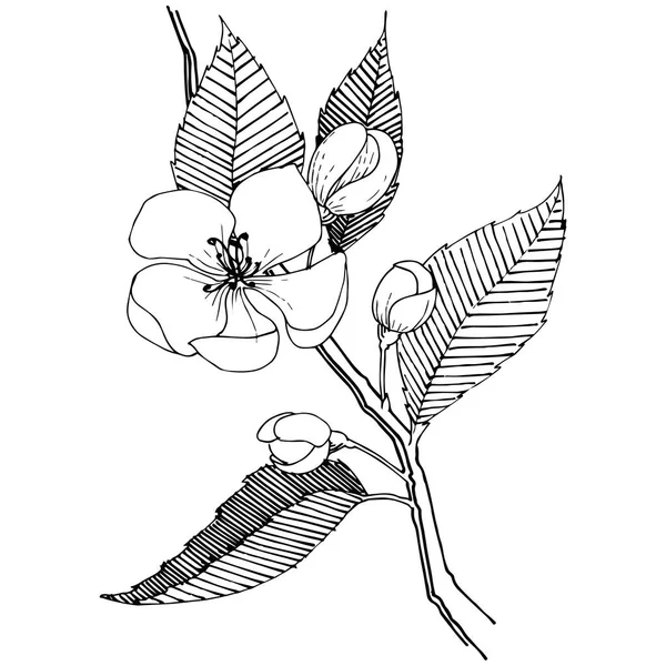 Mela Sboccia Uno Stile Vettoriale Isolato Nome Completo Della Pianta — Vettoriale Stock