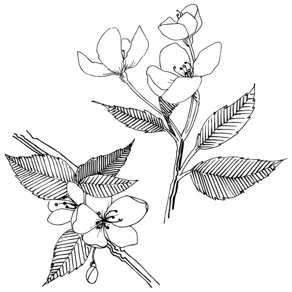 Apple bloom izole bir vektör tarzı. Bitki tam adı: Apple bloom. Arka plan, doku, sarıcı desen, çerçeve veya kenarlık için vektör çiçek.