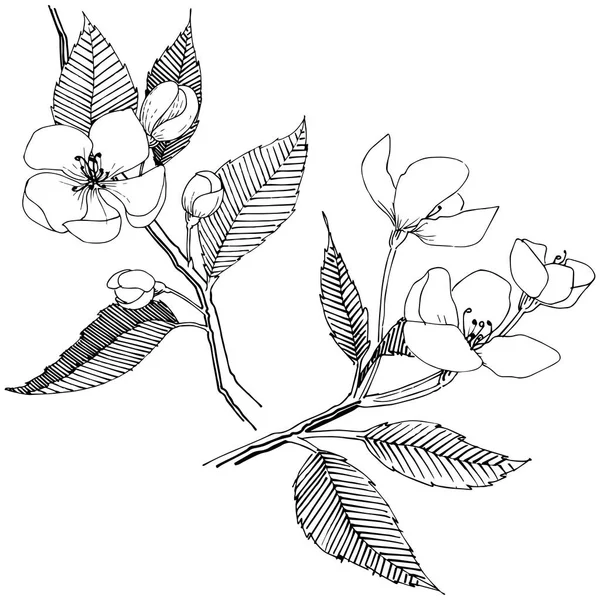 Apple bloom izole bir vektör tarzı. Bitki tam adı: Apple bloom. Arka plan, doku, sarıcı desen, çerçeve veya kenarlık için vektör çiçek.