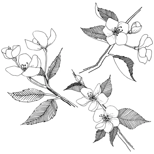 アップル分離ベクトル スタイルに咲きます 植物の完全な名前 りんごの花 テクスチャ ラッパー パターン 枠や図面枠のベクターの花 — ストックベクタ