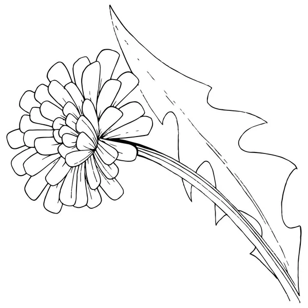 蒲公英的野花在矢量风格中被孤立 植物全名 蒲公英 包装图案 框架或边框的矢量花 — 图库矢量图片