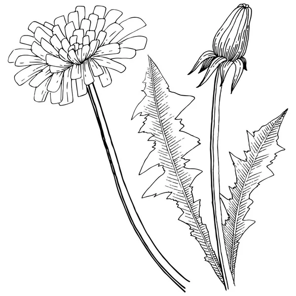 Diente León Silvestre Estilo Vectorial Aislado Nombre Completo Planta Diente — Archivo Imágenes Vectoriales