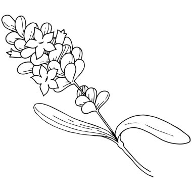 Vektör lavanta kır çiçeği izole bir vektör tarzı.