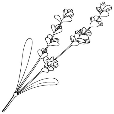 Vektör lavanta kır çiçeği izole bir vektör tarzı.