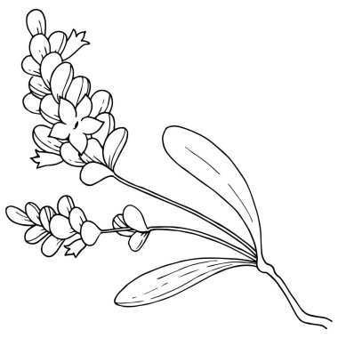 Vektör lavanta kır çiçeği izole bir vektör tarzı.