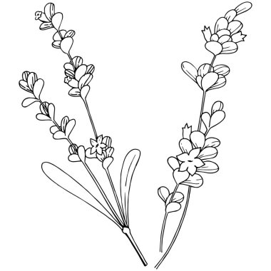Vektör lavanta kır çiçeği izole bir vektör tarzı.