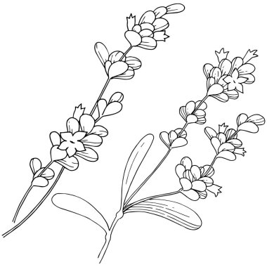 Vektör lavanta kır çiçeği izole bir vektör tarzı.