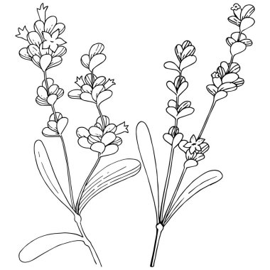 Vektör lavanta kır çiçeği izole bir vektör tarzı.