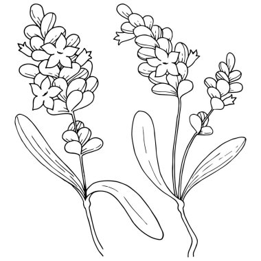 Vektör lavanta kır çiçeği izole bir vektör tarzı.