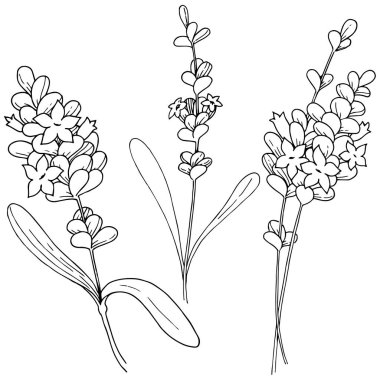 Vektör lavanta kır çiçeği izole bir vektör tarzı.