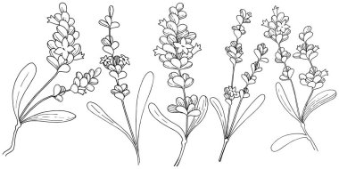 Vektör lavanta kır çiçeği izole bir vektör tarzı.