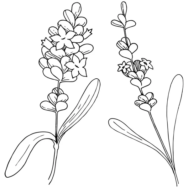 Vector lavendel wildflower i vektor stil isolerade. — Stock vektor