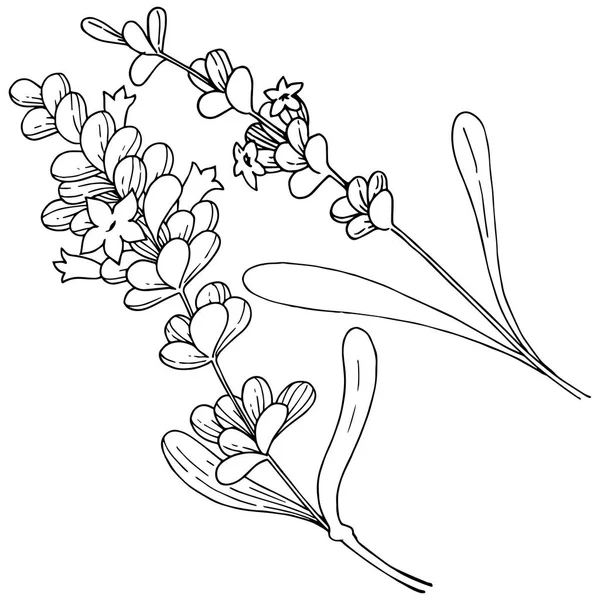 Vector lavanda flor silvestre en un estilo vectorial aislado . — Vector de stock