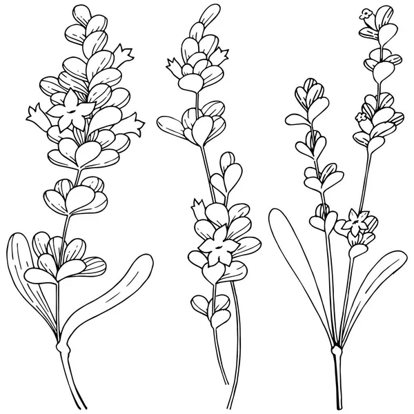 Vektör lavanta kır çiçeği izole bir vektör tarzı.