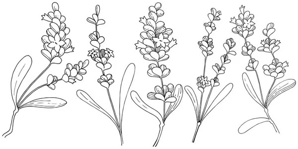 Vektör lavanta kır çiçeği izole bir vektör tarzı.