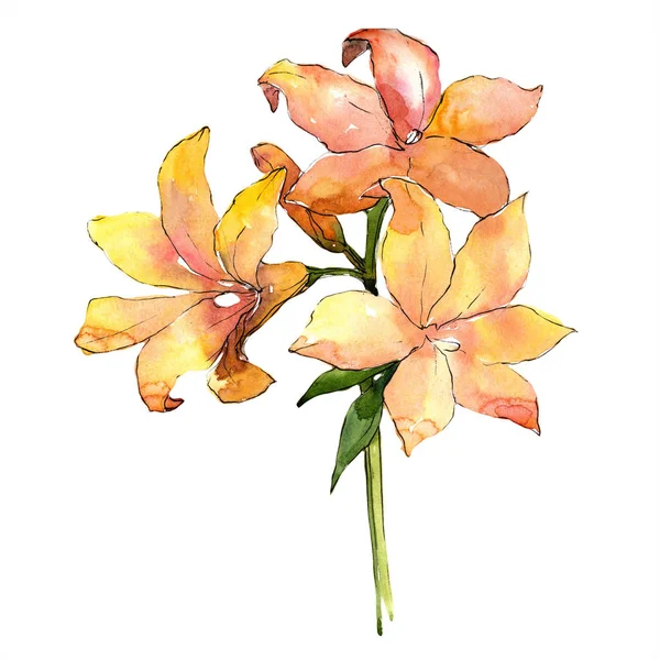 Amarilli all'arancio ad acquerello. Fiore botanico floreale. Elemento di illustrazione isolato . — Foto Stock