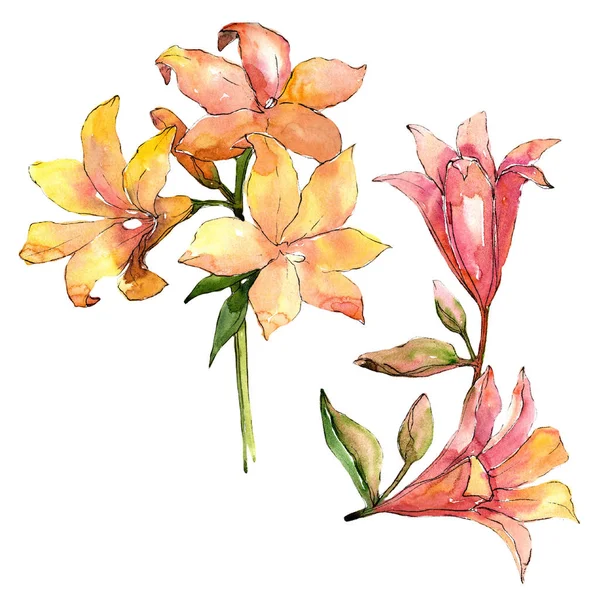 Suluboya turuncu amaryllis. Botanik çiçek. İzole illüstrasyon öğesi. — Stok fotoğraf