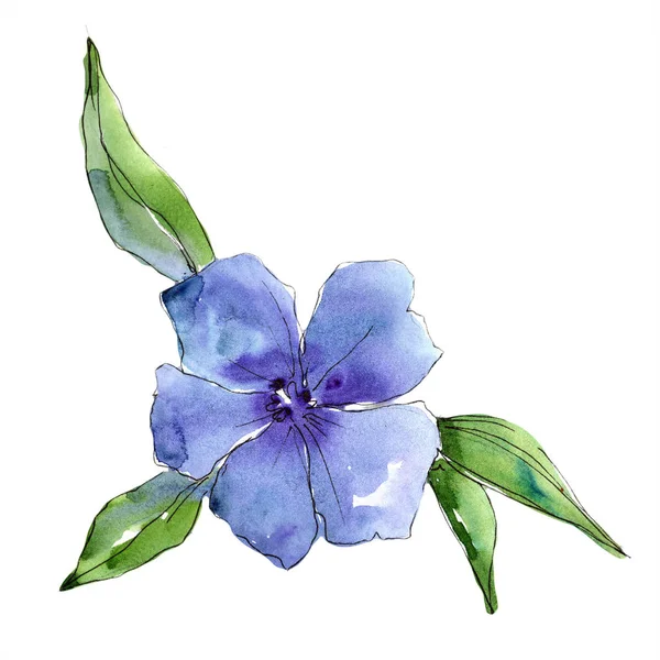 Watercolor blue flax flower. Floral botanical flower. Isolated illustration element. — Stock Photo, Image