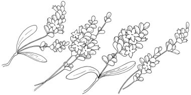 Vektör lavanta kır çiçeği izole bir vektör tarzı.