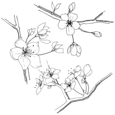 Kır çiçeği sakura çiçek izole bir vektör tarzı.