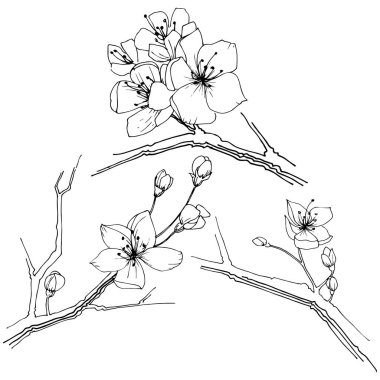 Kır çiçeği sakura çiçek izole bir vektör tarzı.