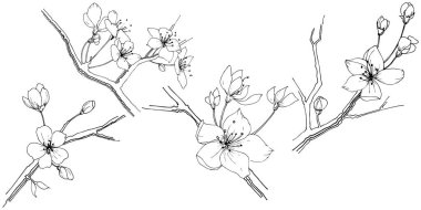 Kır çiçeği sakura çiçek izole bir vektör tarzı.