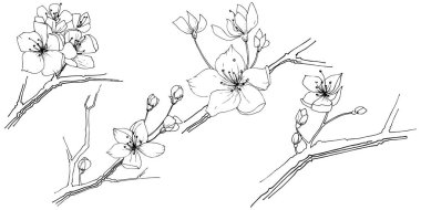 Kır çiçeği sakura çiçek izole bir vektör tarzı.