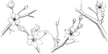 Kır çiçeği sakura çiçek izole bir vektör tarzı.