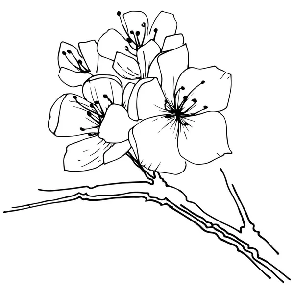 Kır çiçeği sakura çiçek izole bir vektör tarzı.