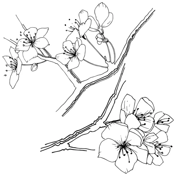 Kır çiçeği sakura çiçek izole bir vektör tarzı.