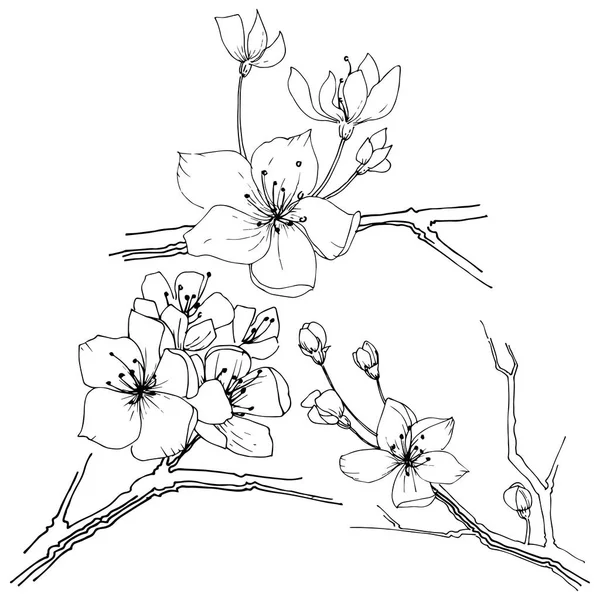 Kır çiçeği sakura çiçek izole bir vektör tarzı.