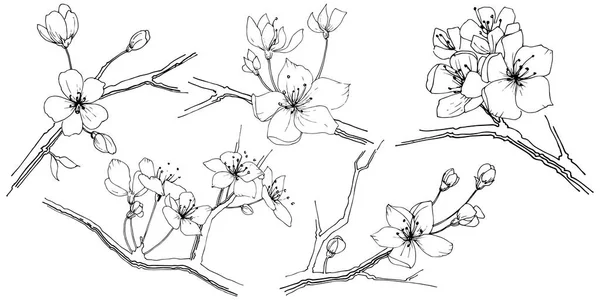 Wildflower Sakura Blomma Blomma Vektor Stil Isolerade Fullständigt Namn Anläggningen — Stock vektor