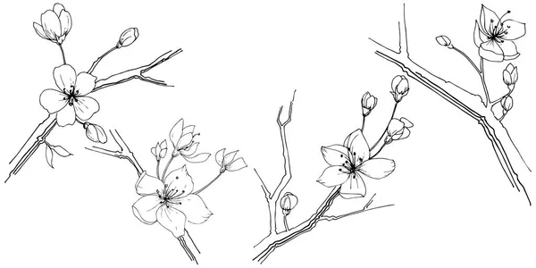 Flor silvestre flor de sakura en un estilo vectorial aislado . — Archivo Imágenes Vectoriales
