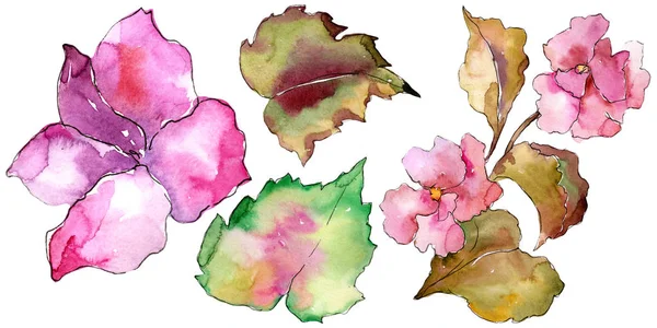 Gardania rosa e roxa. Floral flor botânica. Elemento ilustrativo isolado . — Fotografia de Stock