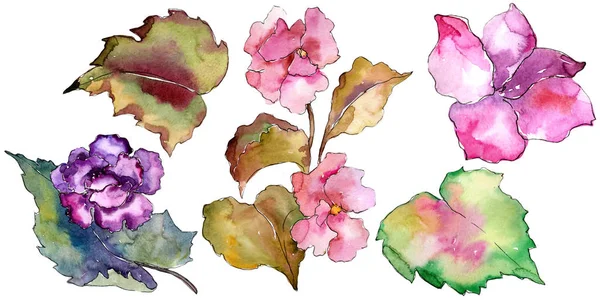 Garderie rose et violette. Fleur botanique florale. Élément d'illustration isolé . — Photo