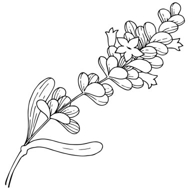 Vektör lavanta kır çiçeği izole bir vektör tarzı.