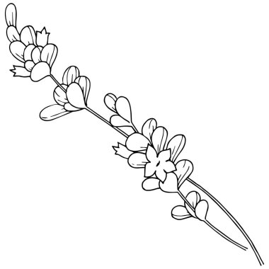 Vektör lavanta kır çiçeği izole bir vektör tarzı.