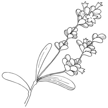 Vektör lavanta kır çiçeği izole bir vektör tarzı.