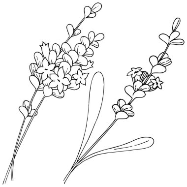 Vektör lavanta kır çiçeği izole bir vektör tarzı.